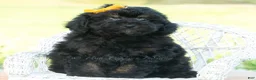 Miniature Poodle dogs for sale: Kona - Ad 5