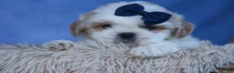 Shih Tzu dogs for sale: MEADOW - Ad 3