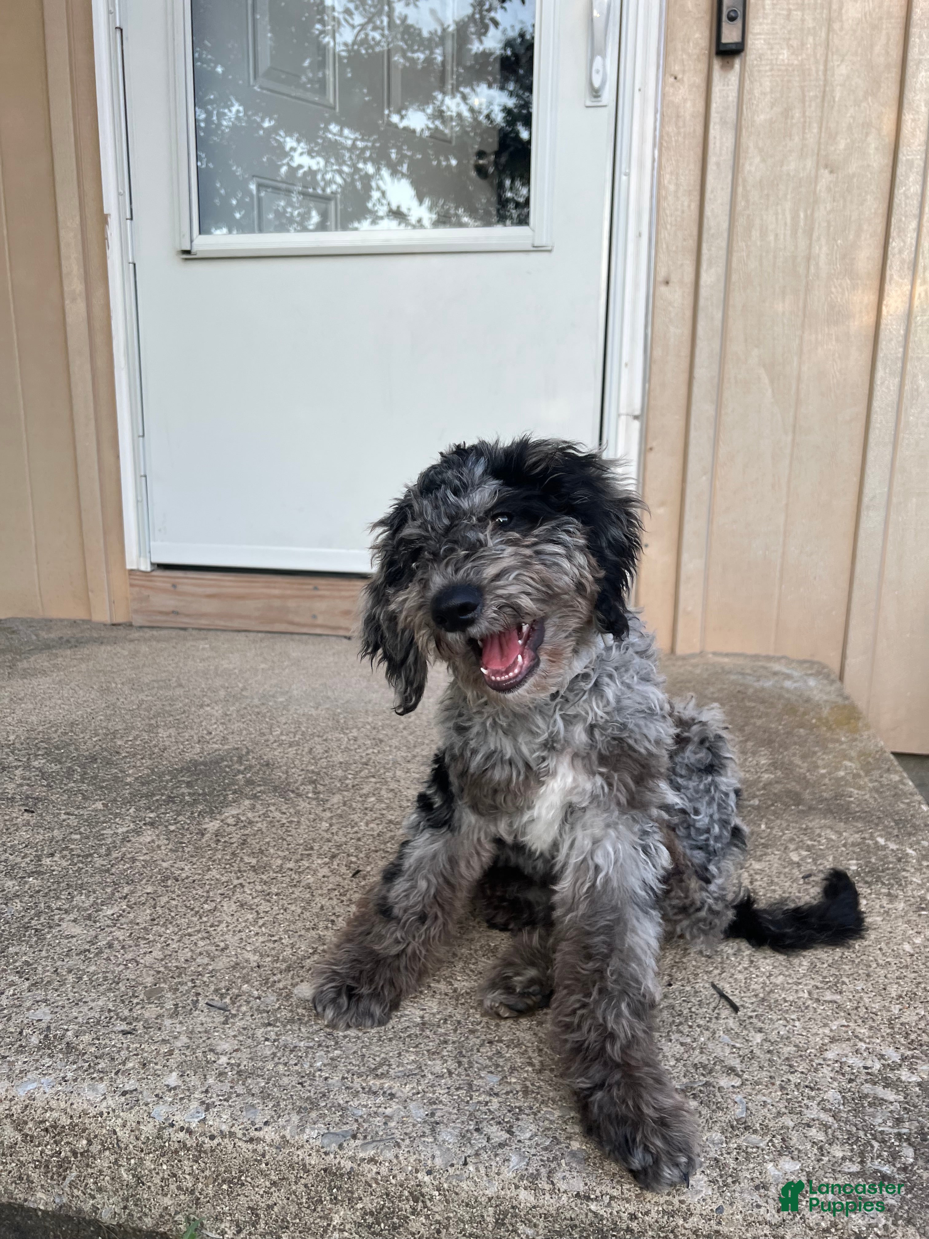 Mini Goldendoodle dogs MILO 🦴 14 Week Old Blue Merle Mini Goldendoodle - Ad 19