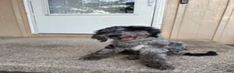 Mini Goldendoodle dogs for sale: MILO 🦴 14 Week Old Blue Merle Mini Goldendoodle - Ad 1