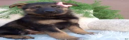 German Shepherd dogs for sale: Chloe  - Ad 2
