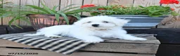 Mixed Breed dogs for sale: Elias - Ad 3