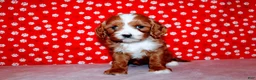 Cavalier King Charles Spaniel dogs for sale: Lexy - Ad 1
