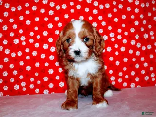 Cavalier King Charles Spaniel dogs Lexy - Ad 33