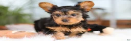 Yorkshire Terrier dogs for sale: Brady - Ad 7