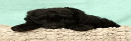 Mini Aussiedoodle dogs for sale: Molly - Ad 8