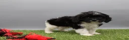 Cockapoo dogs for sale: Trixie - Ad 3