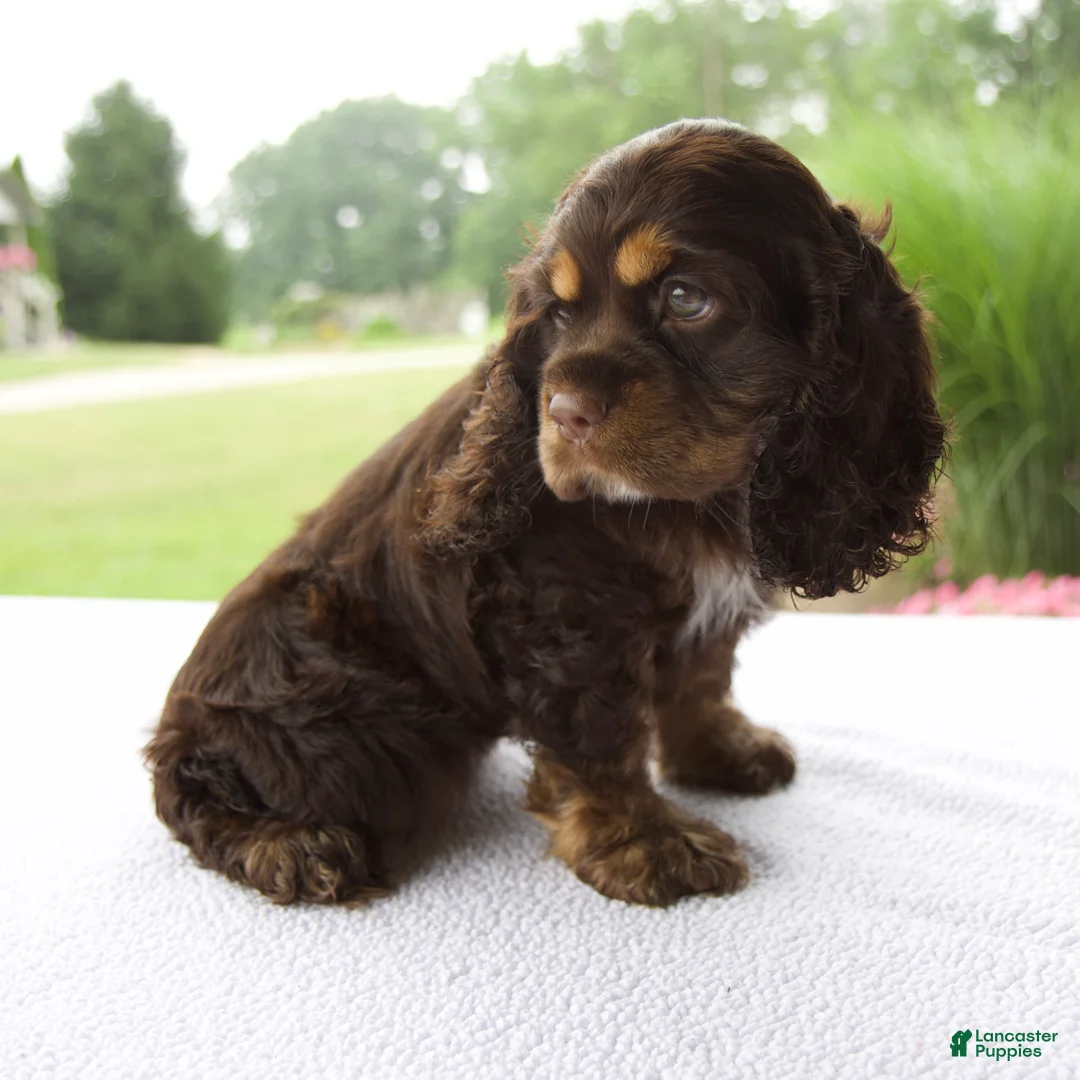Cocker Spaniel dogs for sale: Karla - Ad 2