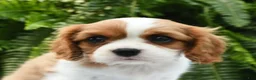 Cavalier King Charles Spaniel dogs for sale: Jenna - Ad 4