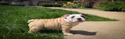 English Bulldog dogs for sale: Penelope  - Ad 2