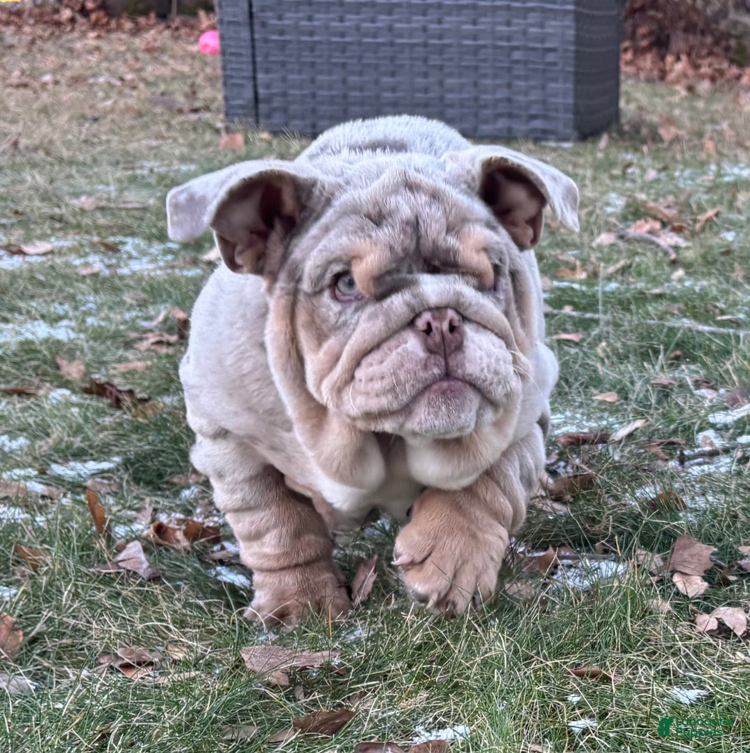 English Bulldog dogs for sale: Cookies - Ad 2