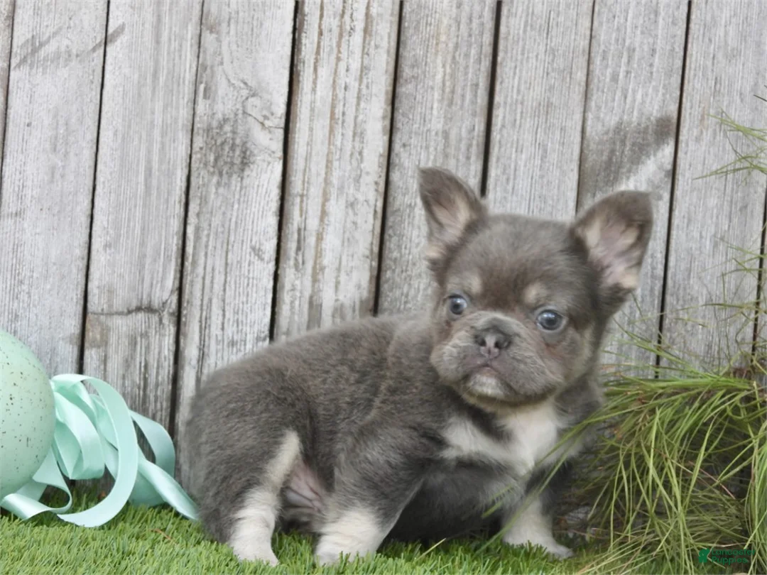 French Bulldog dogs for sale: French Bulldog Puppy 1 - Ad 1