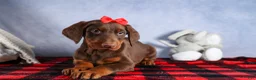 Doberman Pinscher dogs for sale: FRANK - Ad 5