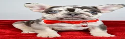 French Bulldog dogs for sale: Otis  - Ad 6