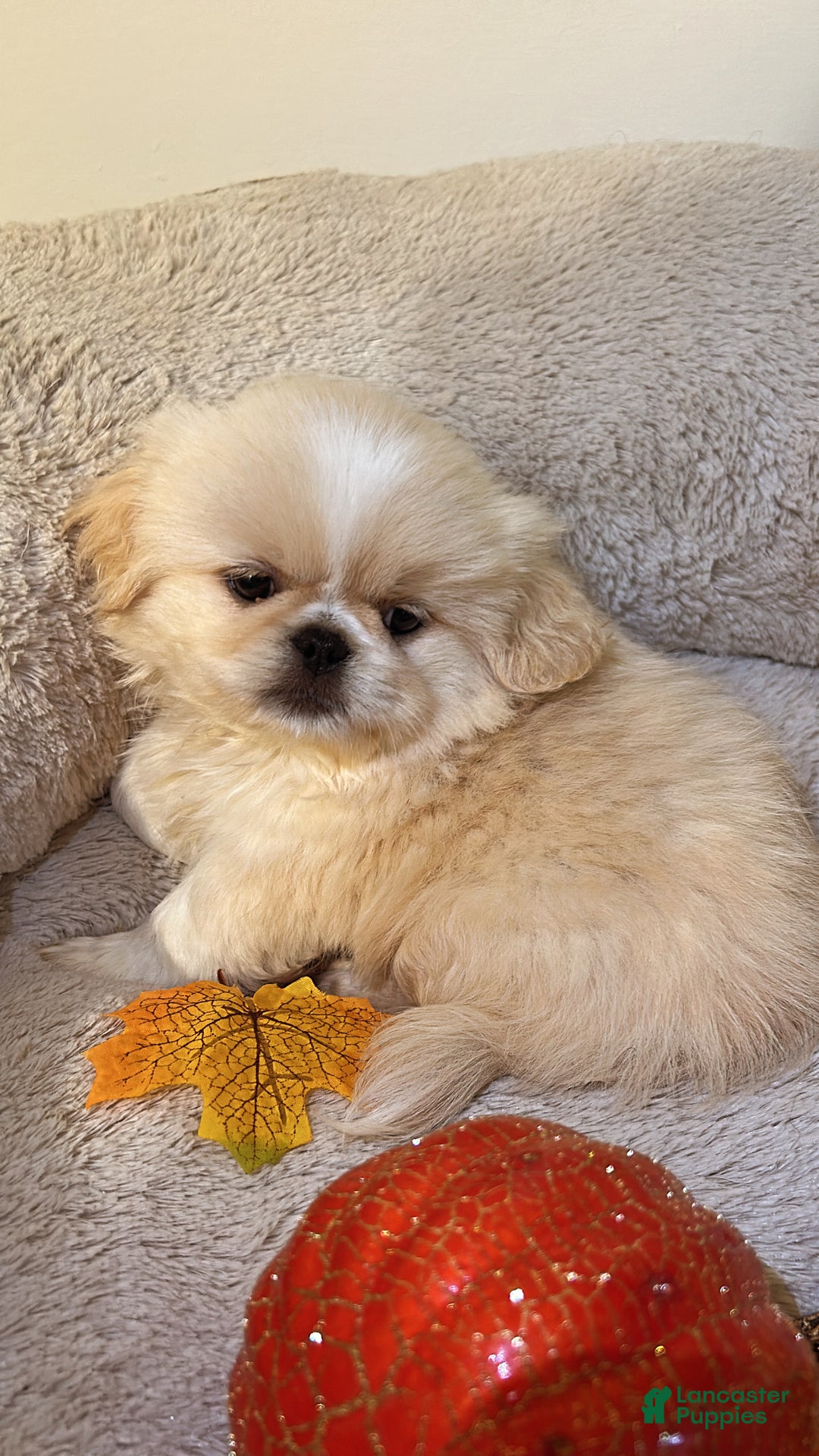 Pekingese litter of puppies for sale in West Orange Lancaster