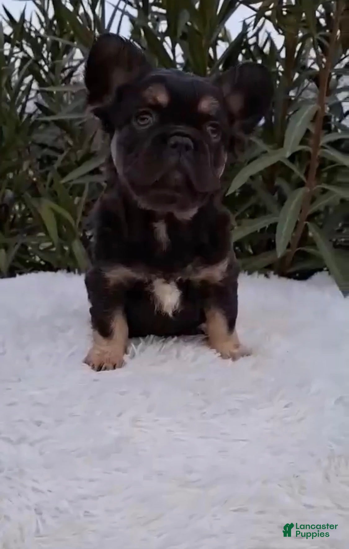 French Bulldog dogs Chocolate & Tan Fluffy Female - Ad 32