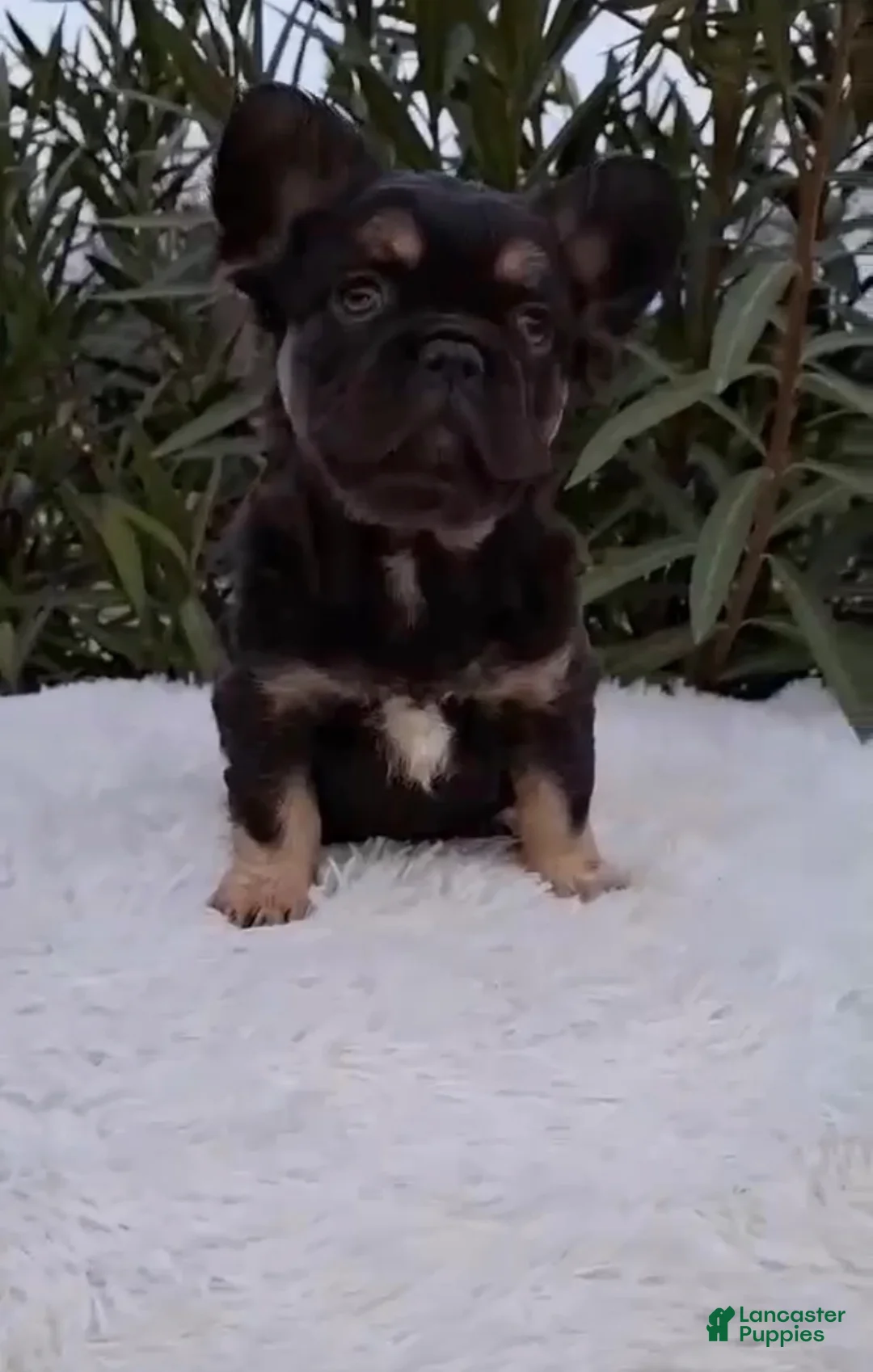 French Bulldog dogs for sale: Chocolate & Tan Fluffy Female - Ad 1
