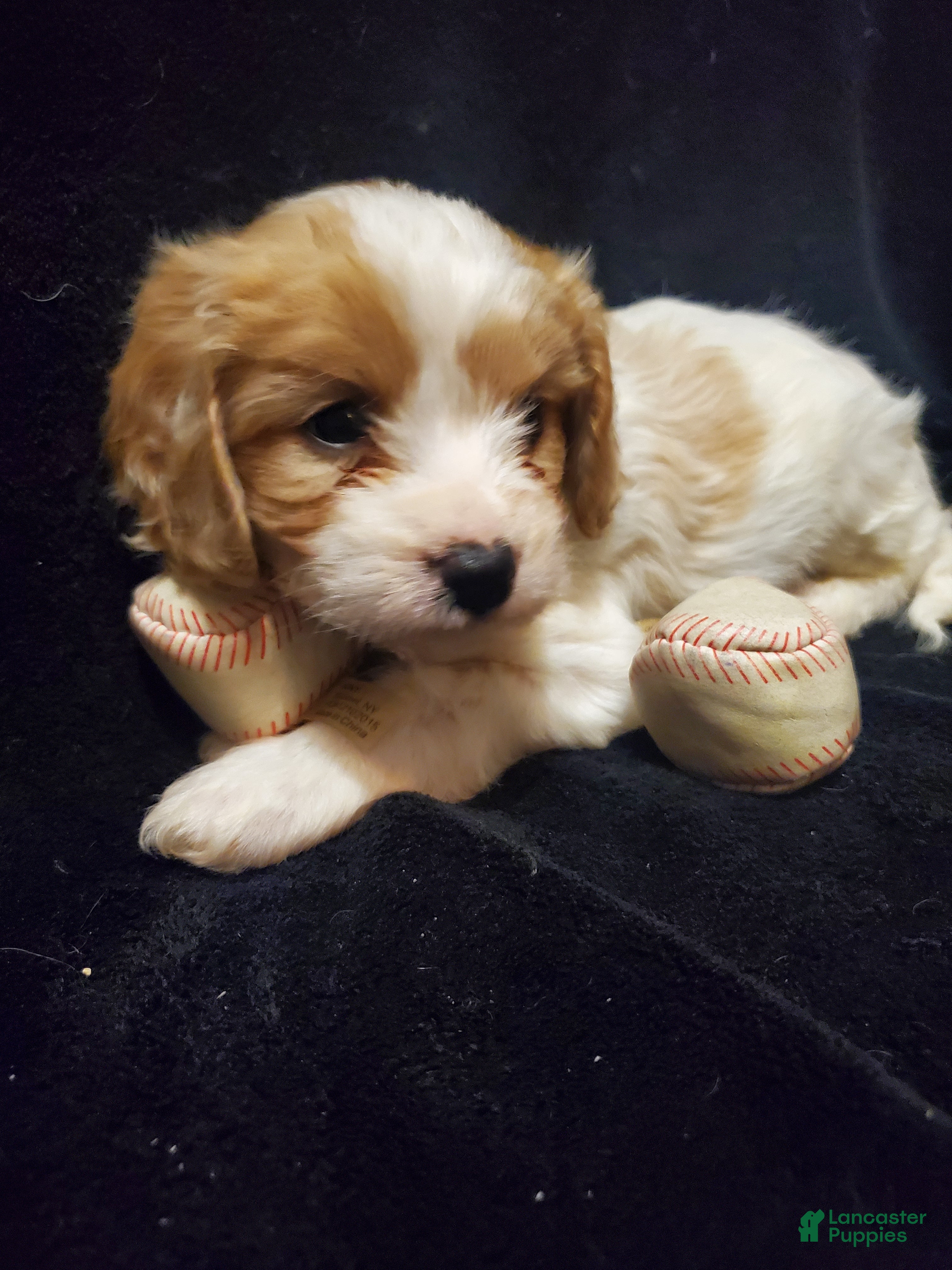 Cavachon dogs Milky Way - Ad 4