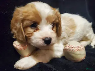 Cavachon dogs Milky Way - Ad 4