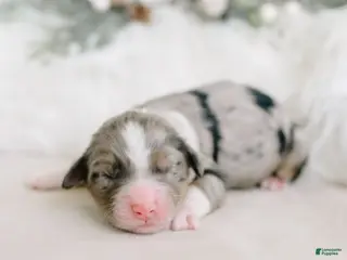 Aussiedoodle dogs Sparky - Ad 37