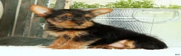 Yorkshire Terrier dogs for sale: Zuma - Ad 5
