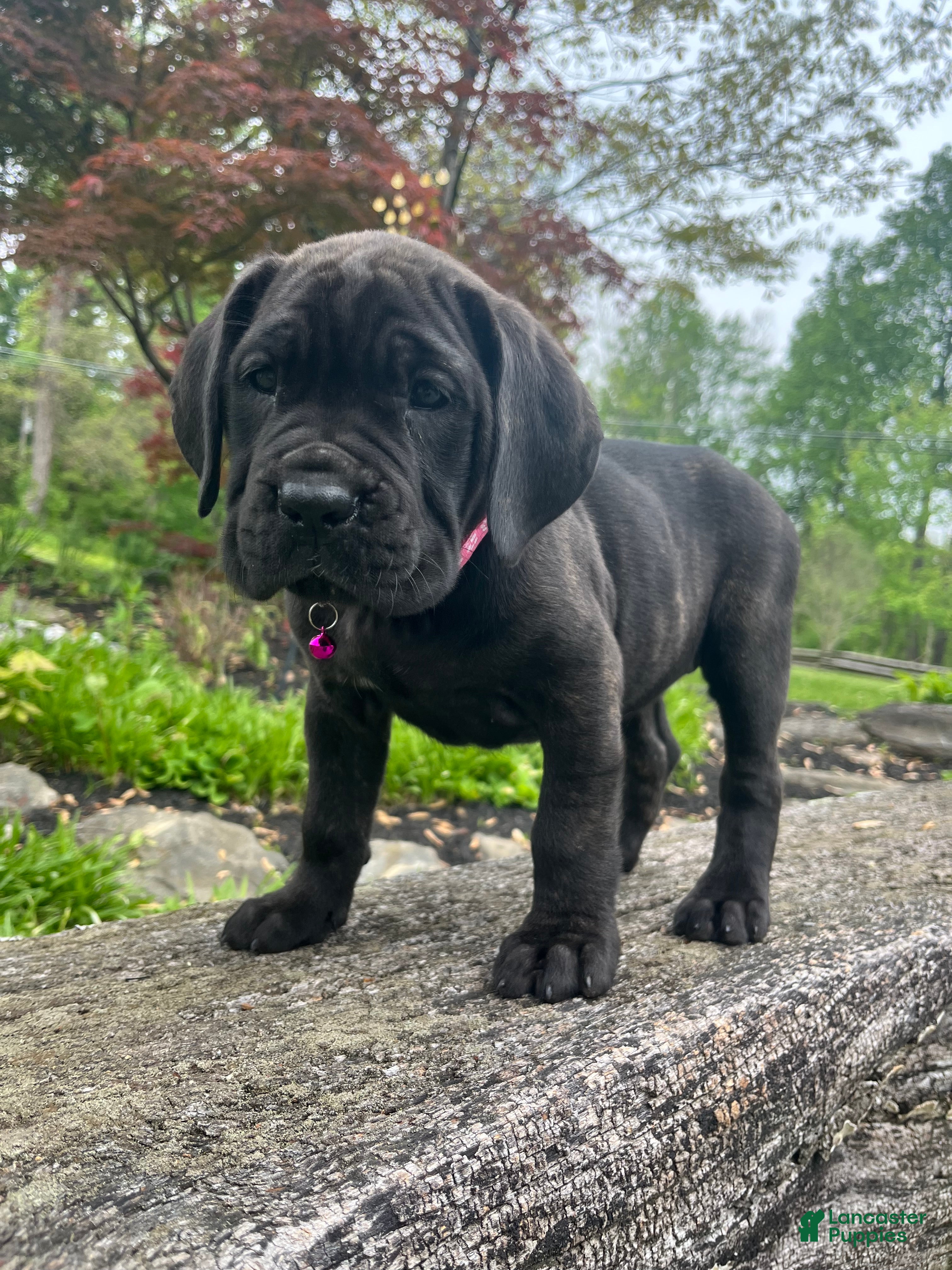Cane Corso dogs Athena - Ad 1