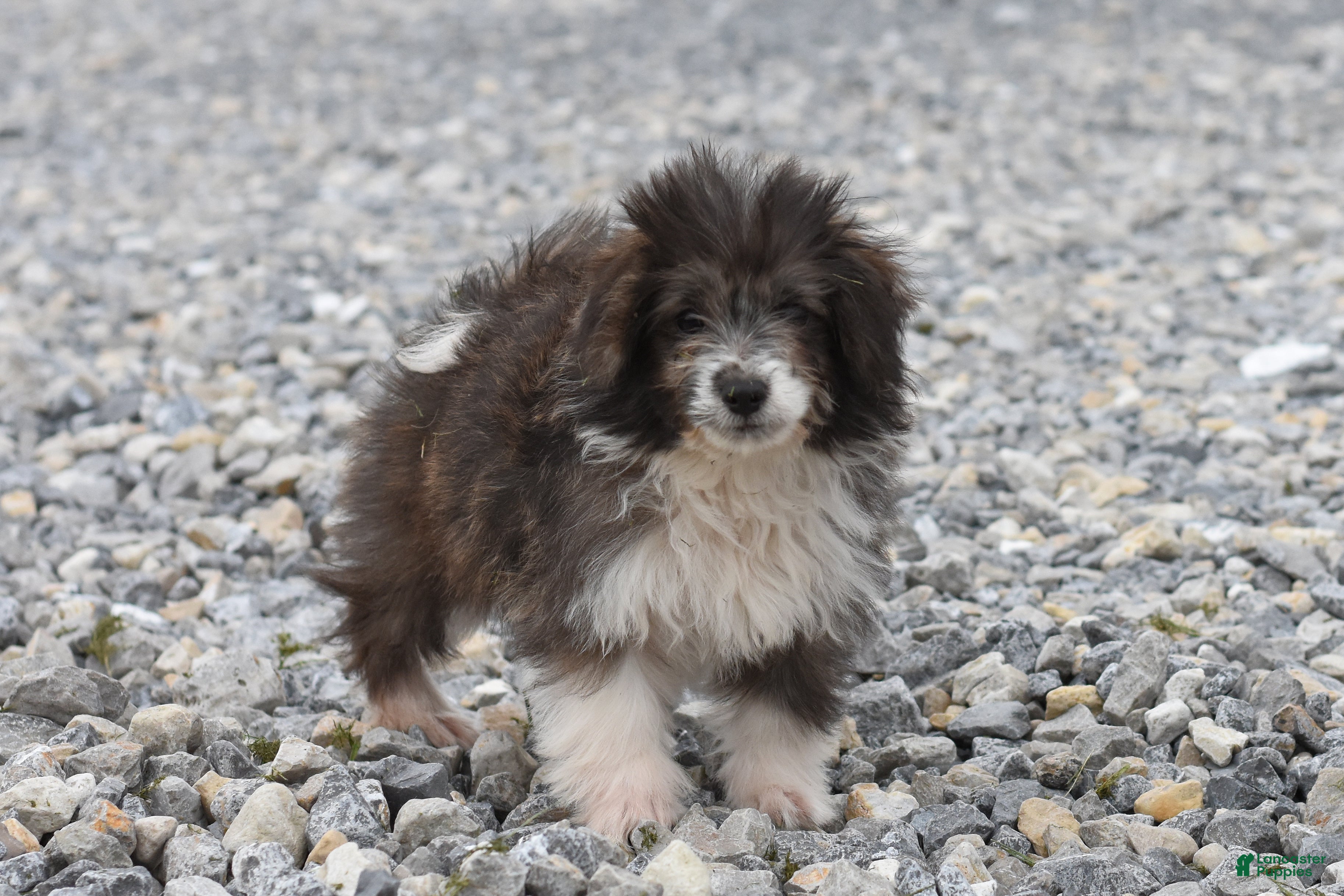 Corgipoo dogs Sapphire - Ad 2