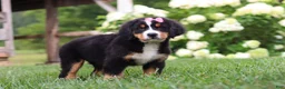 Bernese Mountain Dog dogs for sale: Marcy - Ad 6