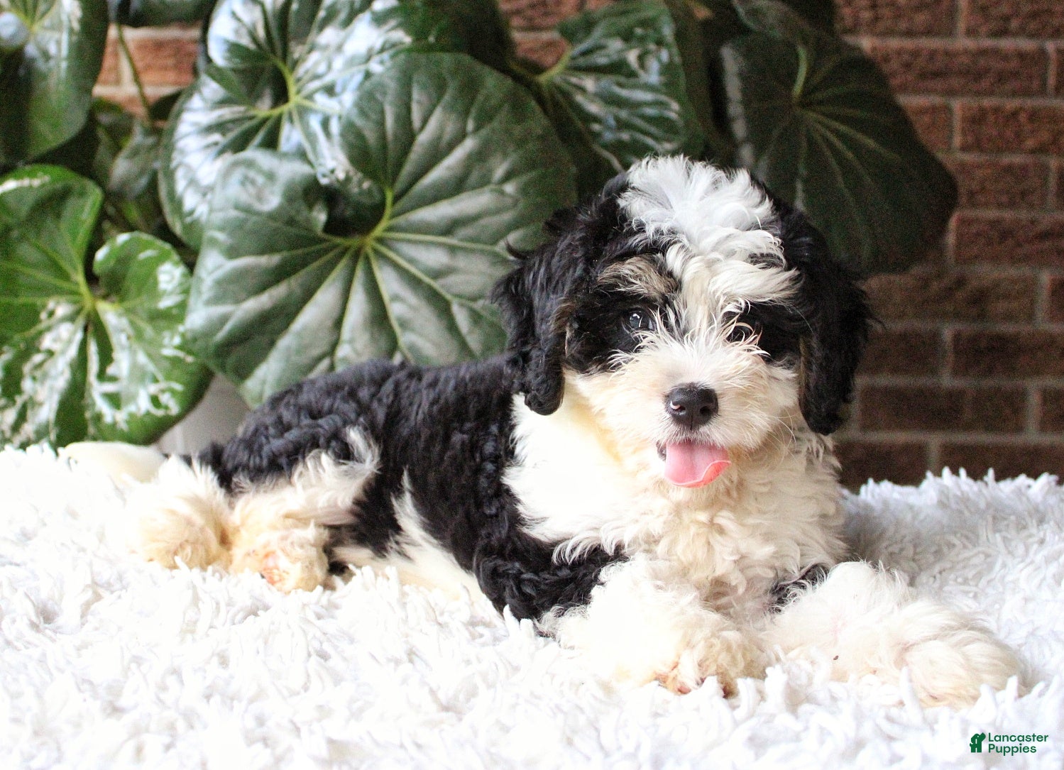 Mini Bernedoodle dogs Luna - Ad 2