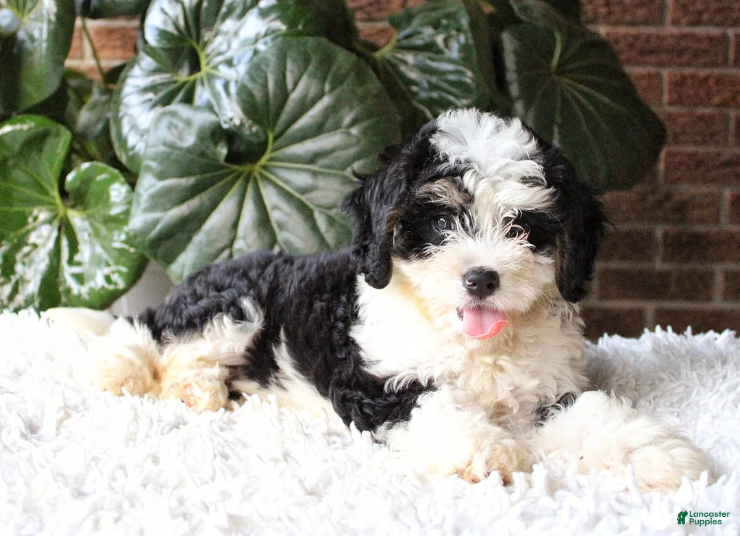 Mini Bernedoodle dogs for sale: Luna - Ad 2