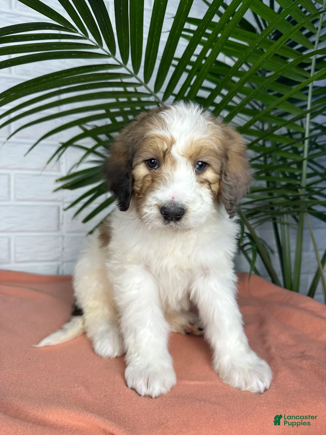 Saint Berdoodles dogs for sale: Daisy - Ad 4
