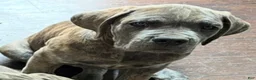 Cane Corso dogs for sale: "Scooter" - Ad 4