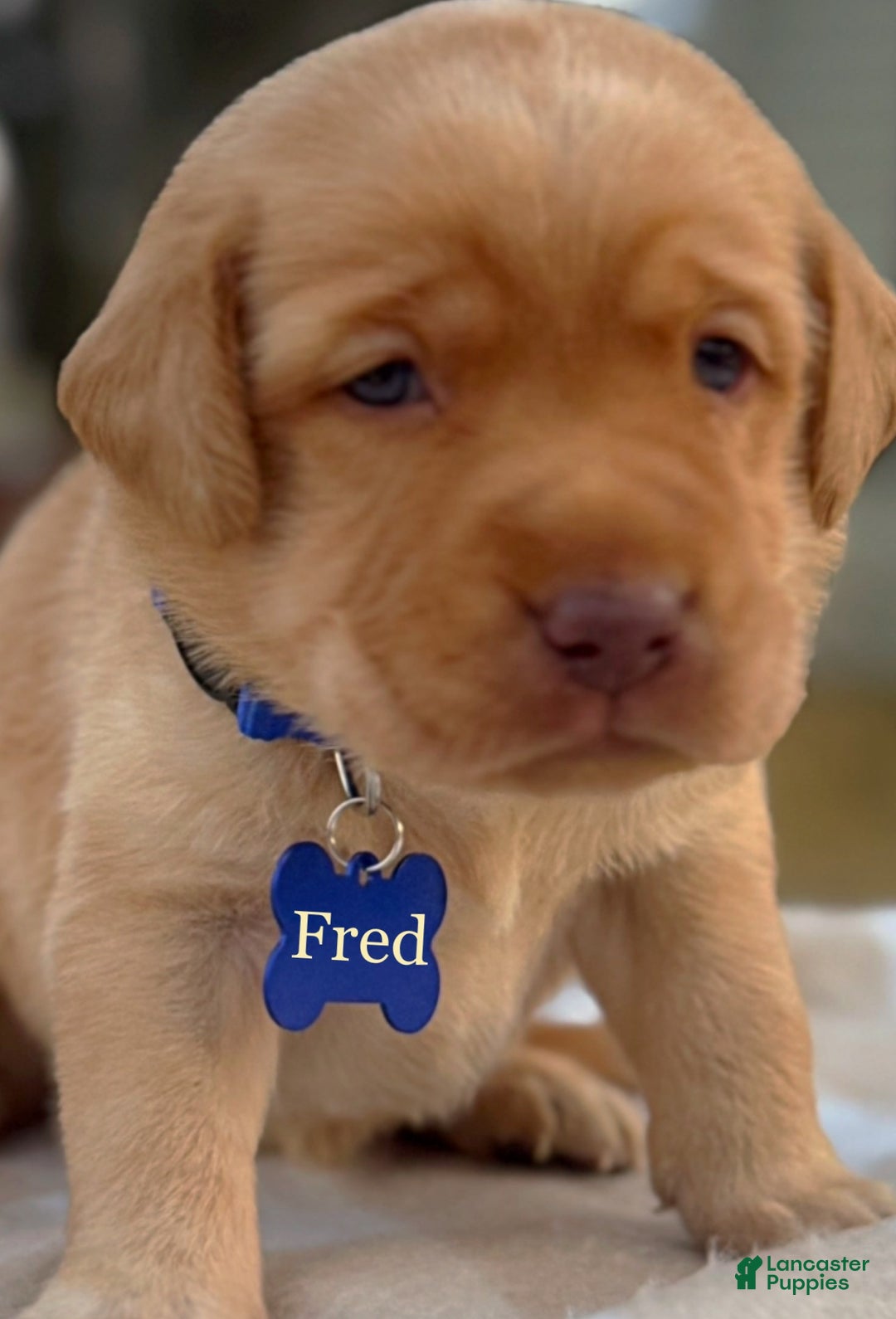 Labrador Retriever dogs for sale: Labrador Retriever Puppy 1 - Ad 1