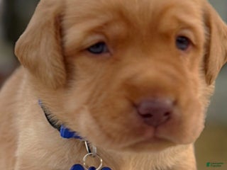 Labrador Retriever dogs Labrador Retriever Puppy 1 - Ad 35