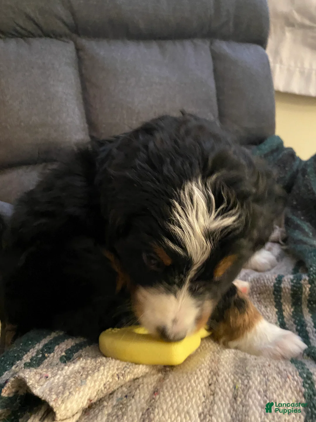 Bernedoodle dogs for sale: Bernedoodle Puppy 3 - Ad 6