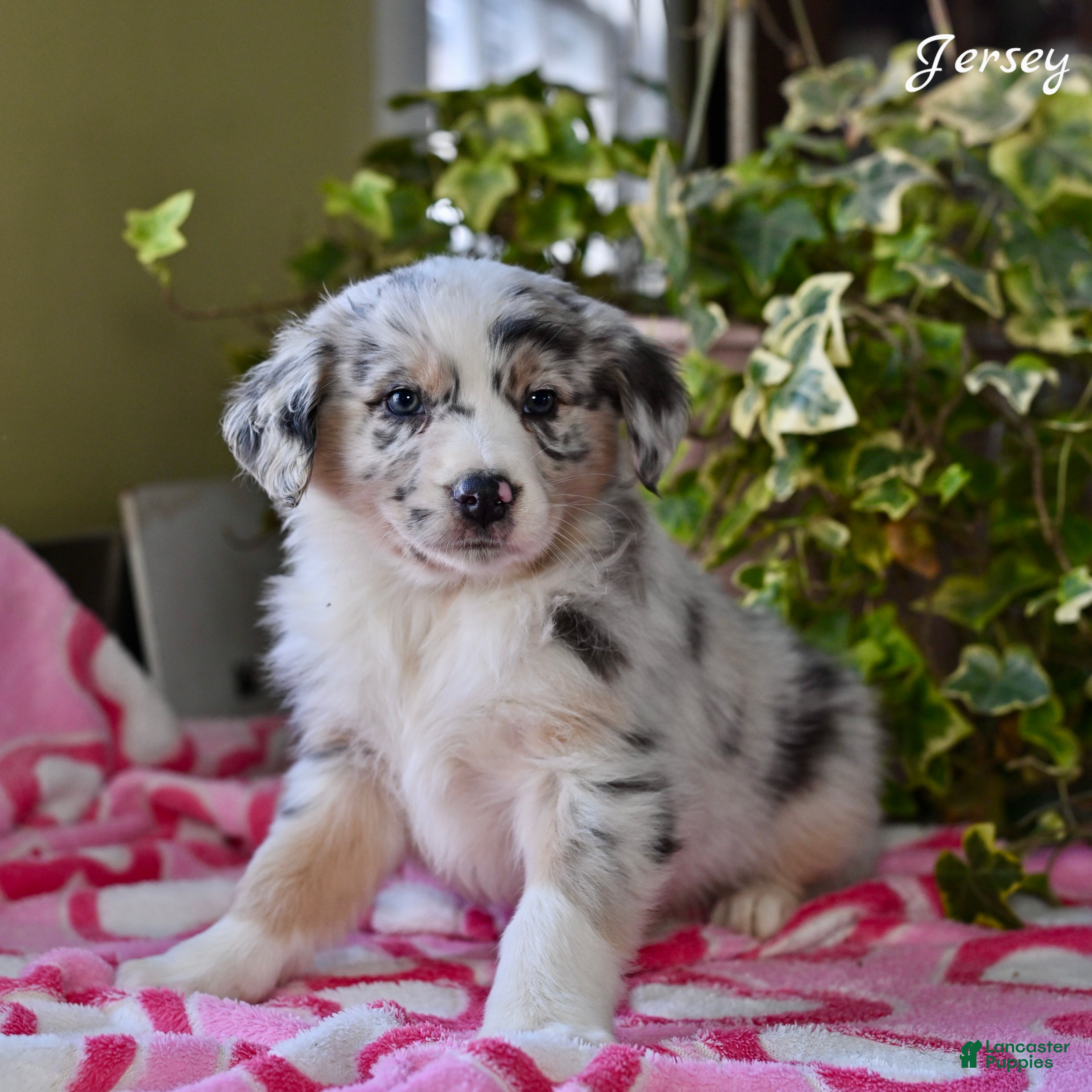 Australian Shepherd dogs Jersey - Ad 27