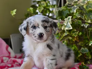 Australian Shepherd dogs Jersey - Ad 27