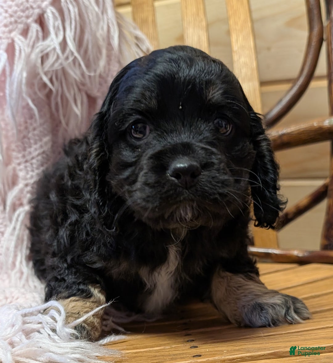 Cockapoo dogs for sale: Pansy - Ad 1
