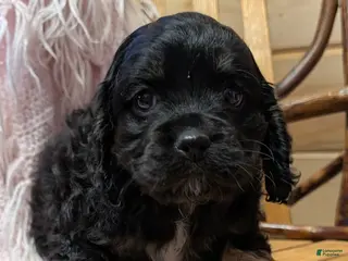 Cockapoo dogs Pansy - Ad 35