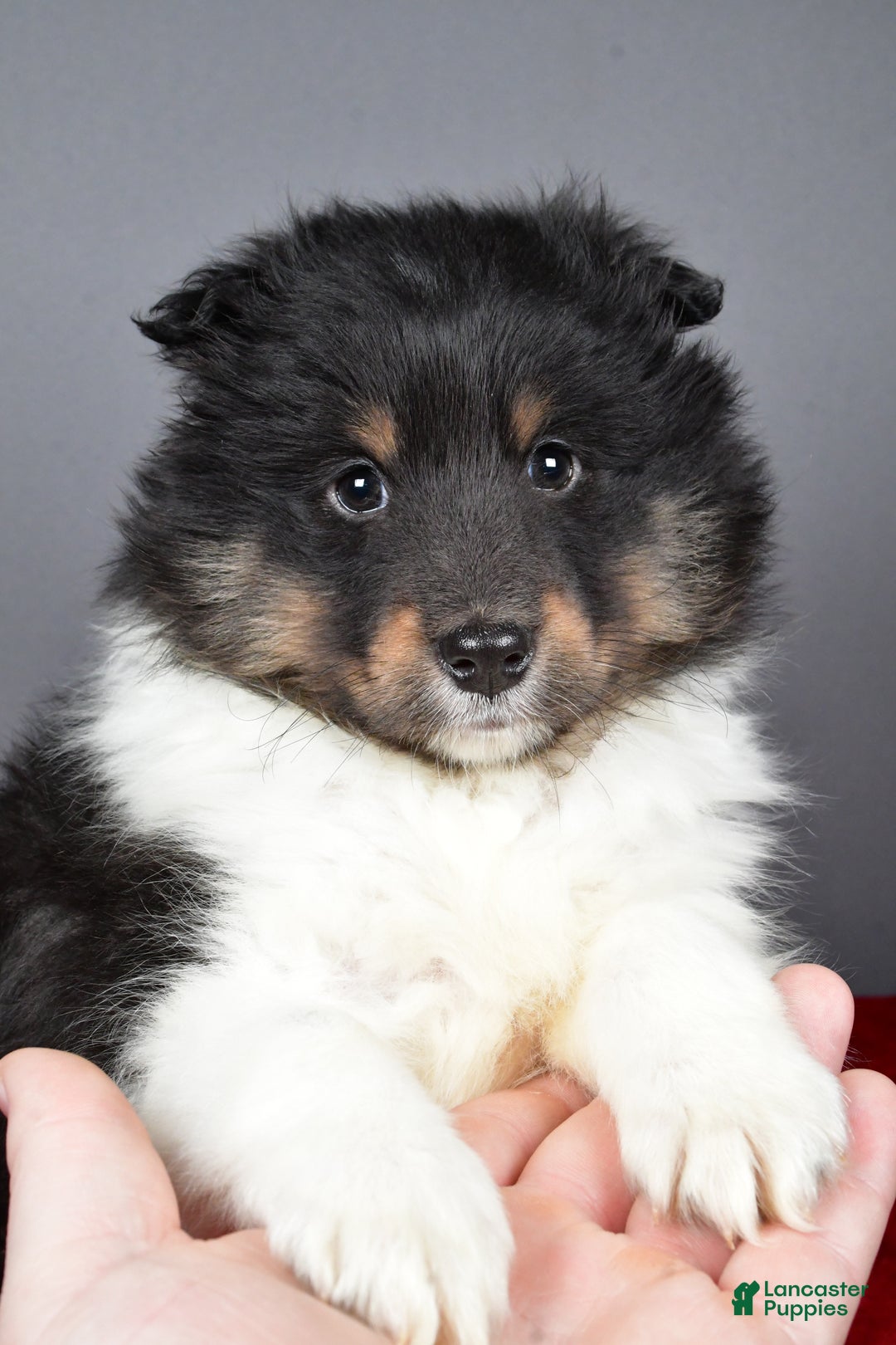 Shetland Sheepdog dogs for sale: Trixie - Ad 11