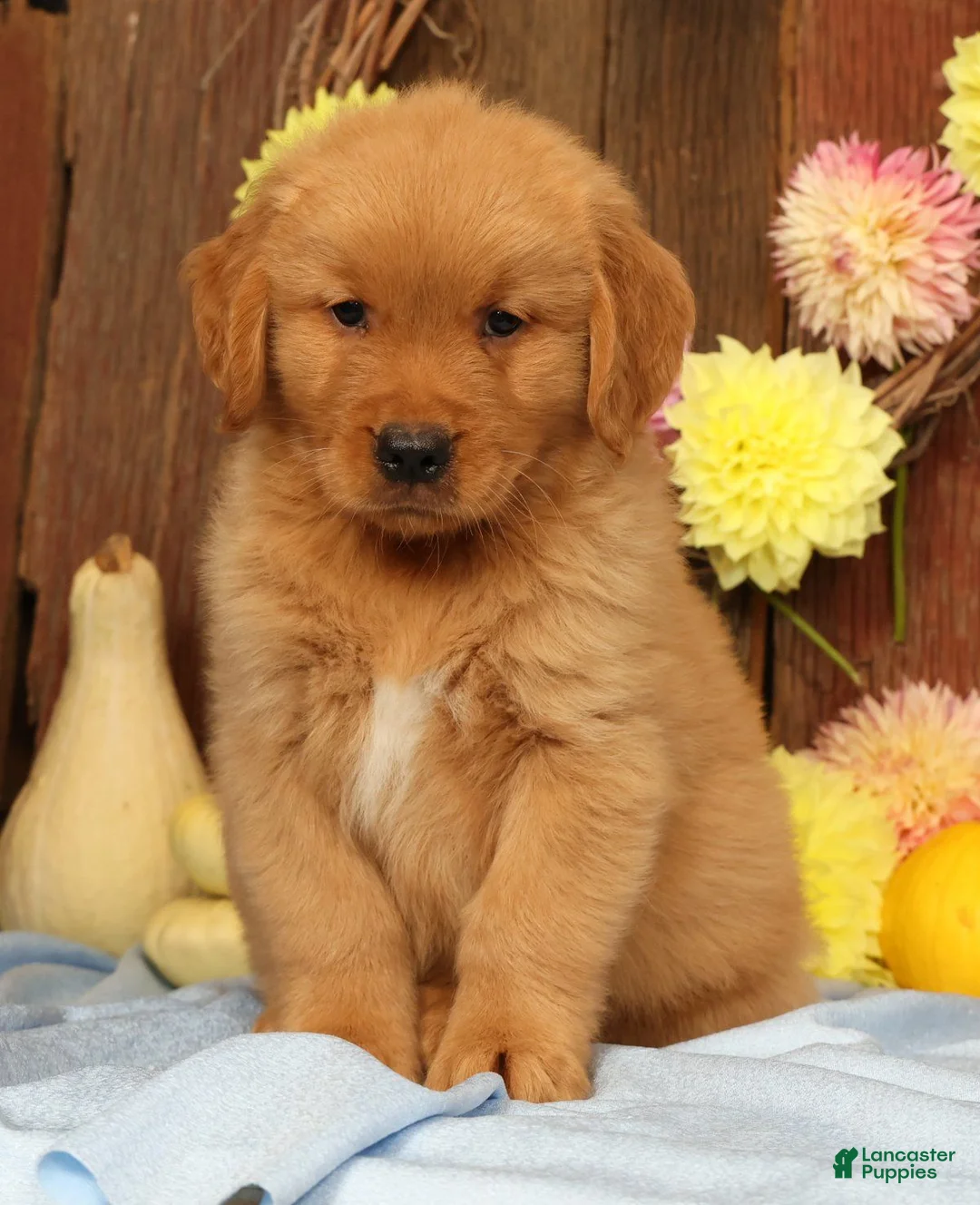 Golden Retriever dogs for sale: Hosea - Ad 1