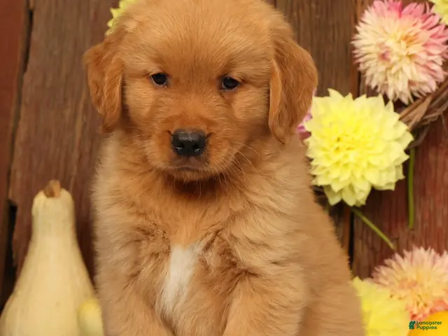 Golden Retriever dogs Hosea - Ad 1