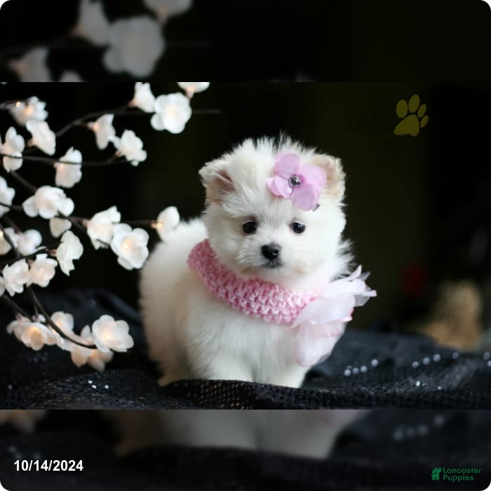 Pomeranian dogs Pomeranian Puppy 1 - Ad 31