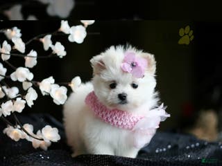 Pomeranian dogs Pomeranian Puppy 1 - Ad 38