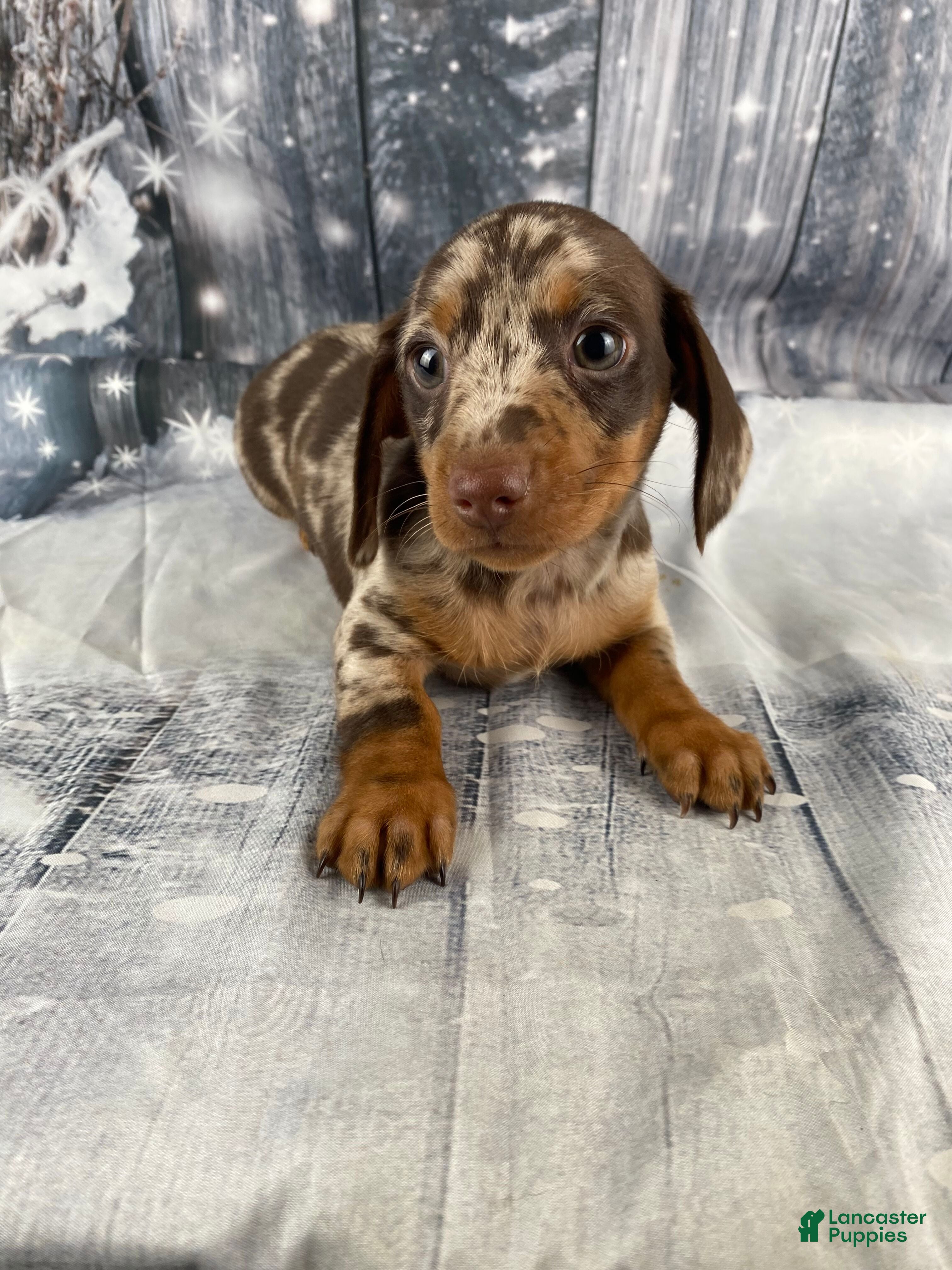 Miniature Dachshund dogs Luna - Ad 3
