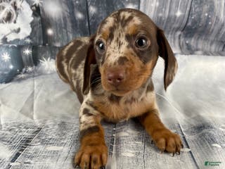 Miniature Dachshund dogs Luna - Ad 12