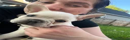 French Bulldog dogs for sale: French Bulldog Puppy 1 - Ad 7