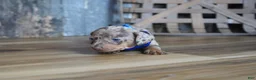 Miniature Dachshund dogs for sale: Whitt - Ad 5