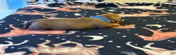 Dachshund dogs for sale: Oakley - Ad 4