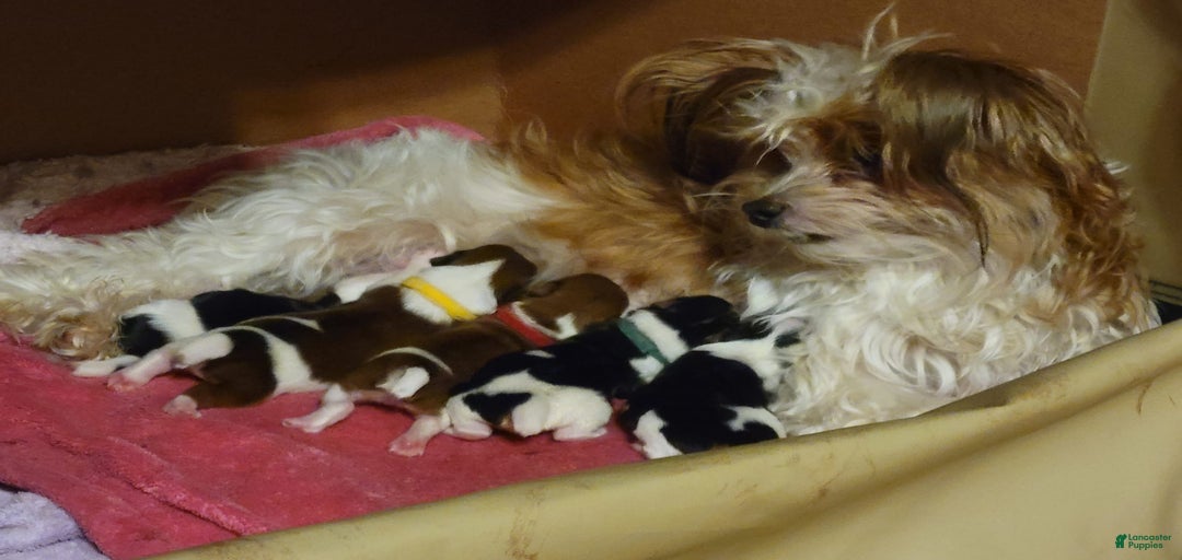 Gallery Image {{count}}